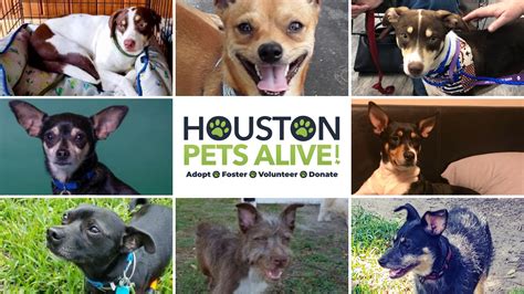 The event is hosted by Petco Love, bringing together public and private animal shelters from across the Houston area and the state. . Houston pets